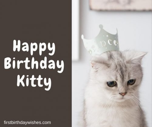 Best 200+ Birthday Wishes for Cat | Happy Birthday, Kitty!