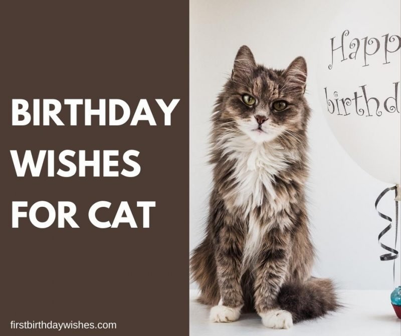 Birthday Wishes For Cat 